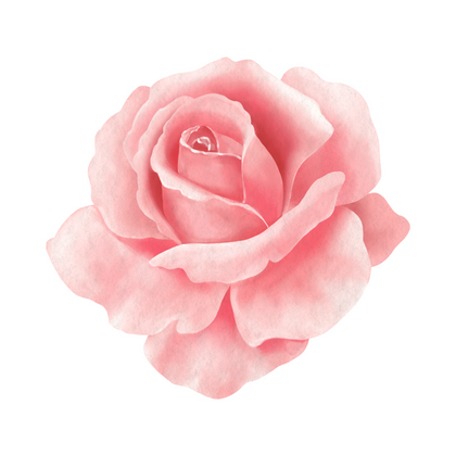 Turkey Red Rose