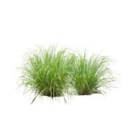 Green Grass