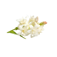 Lemon Blossom