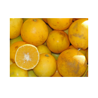 Lemon from Sicily