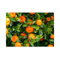 Orange Tree Absolute