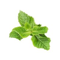 Peppermint