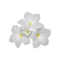 Tiare Flower