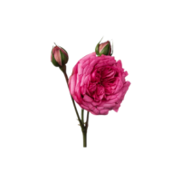 Turkish Rose Absolute