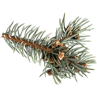 Fir Resin