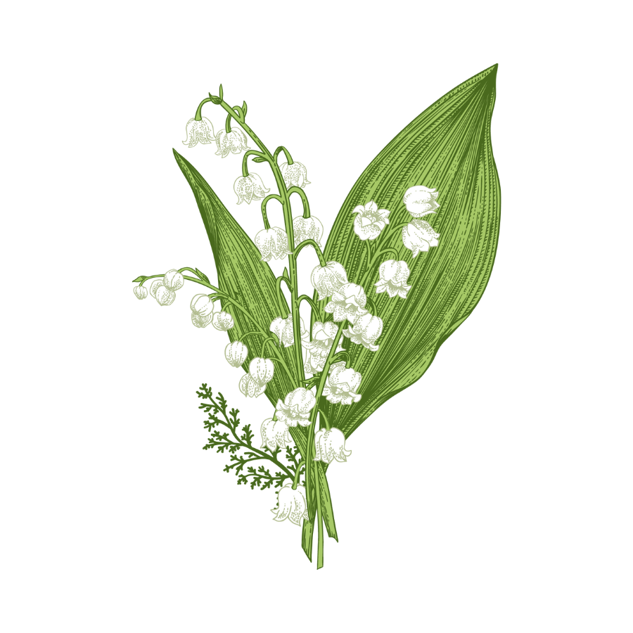 MUGUET