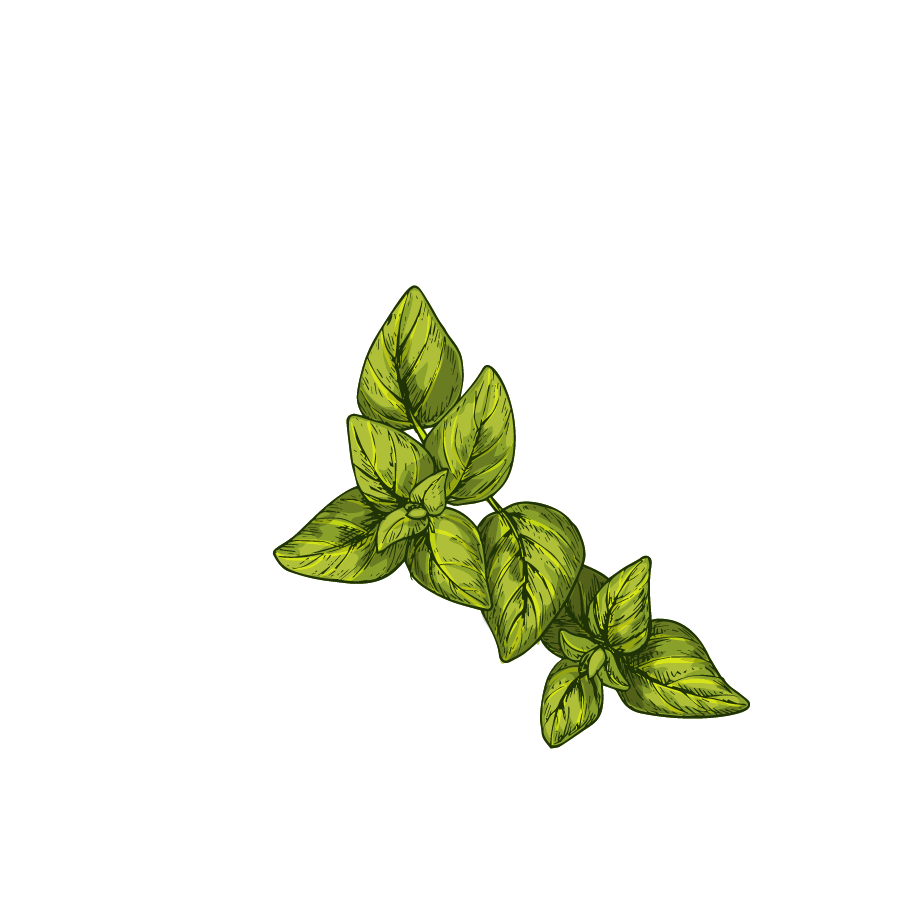 Marjoram