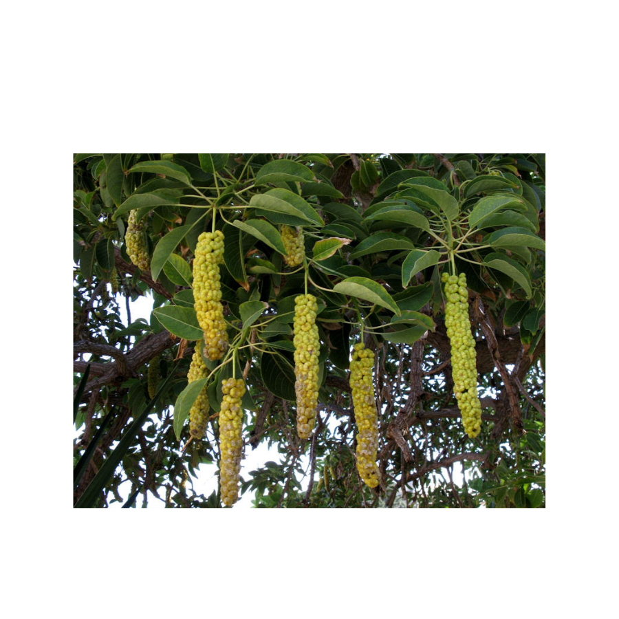 Belambra tree