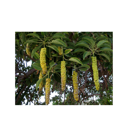 Belambra tree