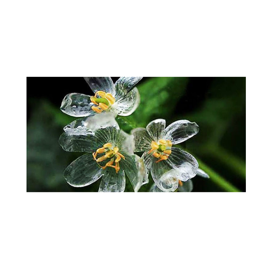Skeleton Flower (Diphylleia Grayi)
