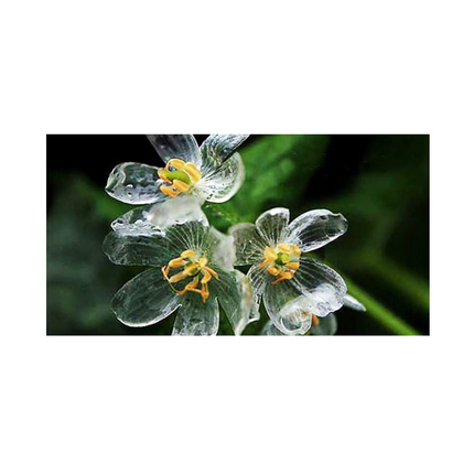 Skeleton Flower (Diphylleia Grayi)