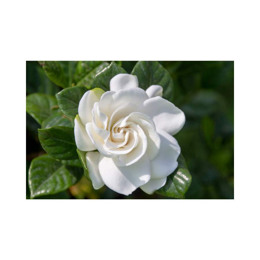 Black Gardenia