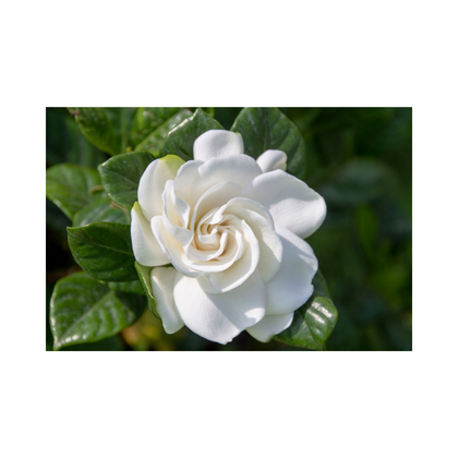 Black Gardenia