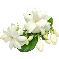 Water Jasmine
