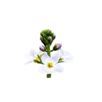 Water Violet