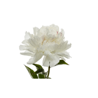 White Lily