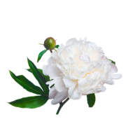 White Peony