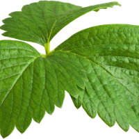 Strawberry Leaf