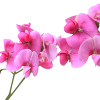Sweet Pea