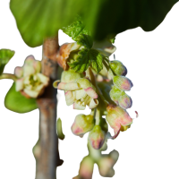 Black Currant Blossom