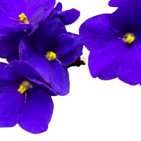 Violet Leaf