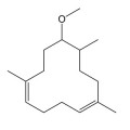 Lorenox